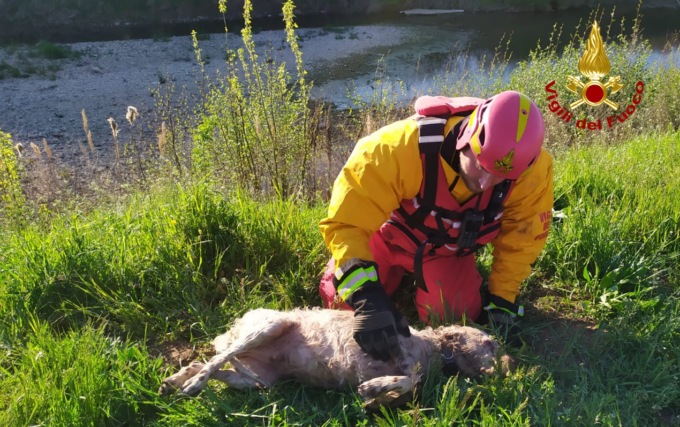 Setter inglese finisce nel Guà: salvato dai Vigili del Fuoco