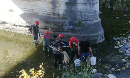 Emergenza siccità, ad Arzignano messi in salvo 300 chili di pesce