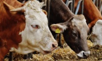 Schiavon, cade a terra nella stalla e perde i sensi: 55enne muore calpestato dalle mucche