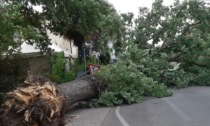 Maltempo a Vicenza, albero cade su un'auto in transito: conducente miracolosamente illeso