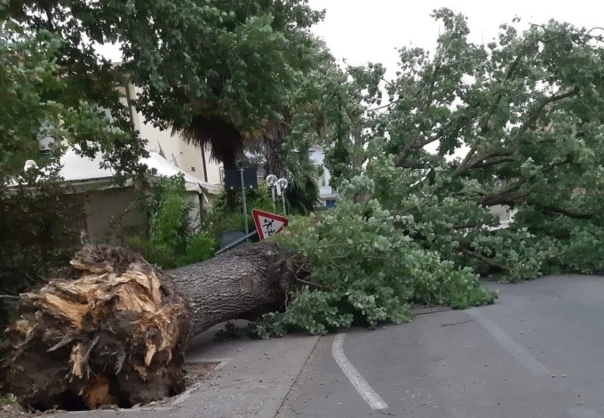 Maltempo a Vicenza, albero cade su un’auto in transito: conducente miracolosamente illeso