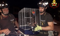Il video dei pompieri che salvano il pappagallo Cora, rimasto bloccato su un albero