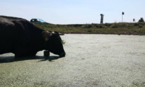 L'anomala transumanza di inizio agosto: le vacche da latte di Malga Serona tornano in pianura
