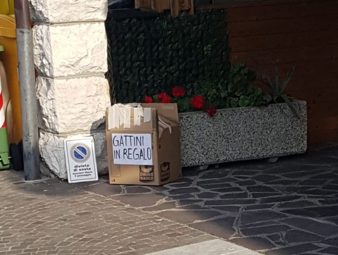 Scatolone abbandonato con dentro 5 gattini, Enpa: “Contattaci per i cuccioli e vergognati nel frattempo”