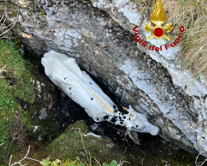 Gallio, mucca caduta in un crepaccio: foto e video del recupero da parte dei pompieri
