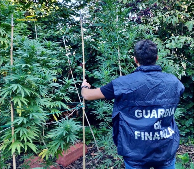 Nell’orto di campagna coltivava anche la marijuana: nei guai 54enne vicentino