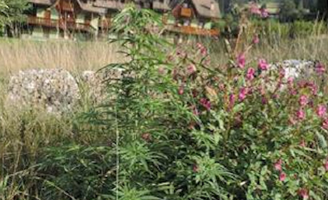 Turista nota delle “strane piante” e chiama i Carabinieri: era marijuana