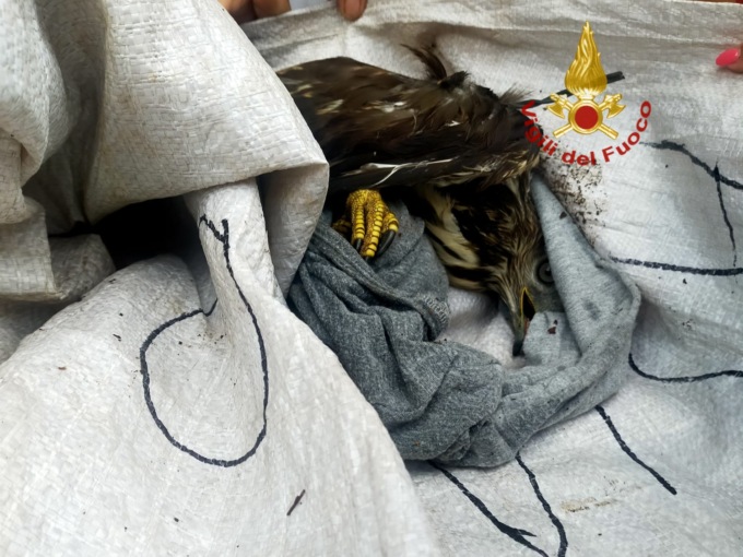 Poiana rimane incastrata in una recinzione di filo spinato: liberato dai pompieri