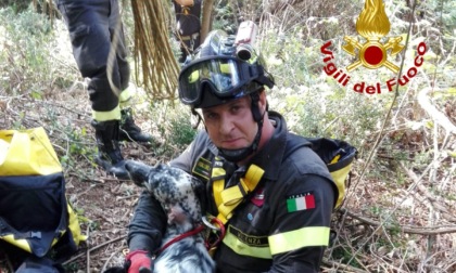 Setter inglese cade in una voragine profonda: foto e video del recupero da parte dei pompieri