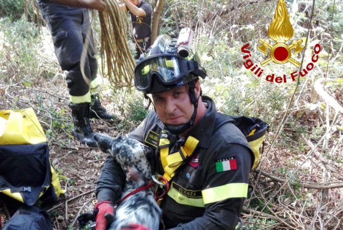 Setter inglese cade in una voragine profonda: foto e video del recupero da parte dei pompieri
