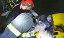 Chiampo, cagnolino cade in un burrone: le foto del salvataggio