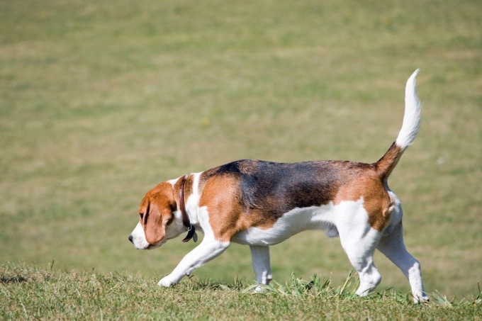 Cane investito da un’auto e ferito: padrone lo uccide a colpi di fucile per non pagare le cure