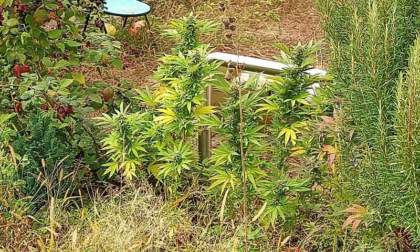 Coltivava marijuana in giardino: 45enne arrestato