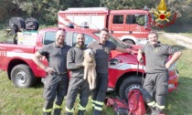 Schio, il cane Lillo cade nel dirupo e non riesce a risalire: salvato dai pompieri