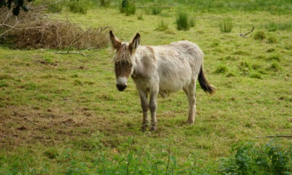 Asinella per la pet therapy ferita a colpi di fucile: animalisti stanchi di questi "incidenti"