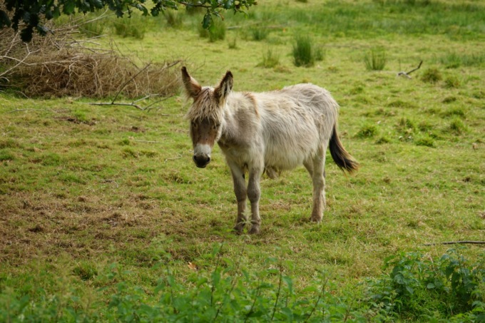Asinella per la pet therapy ferita a colpi di fucile: animalisti stanchi di questi “incidenti”