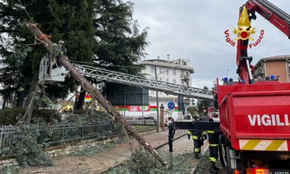 Vicenza, le foto dell'albero che si è spezzato per il forte vento cadendo sui fili elettrici