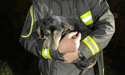 Era bloccato nel torrente, cagnolino messo in salvo dai vigili del fuoco