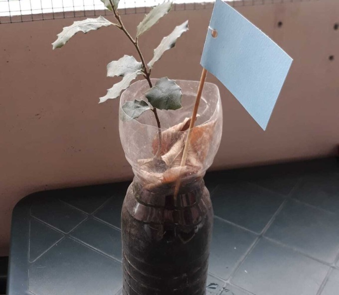 Longo di “Alberi Felici a Vicenza”: “regalo una ghianda ai passanti per sensibilizzare sul problema climatico”