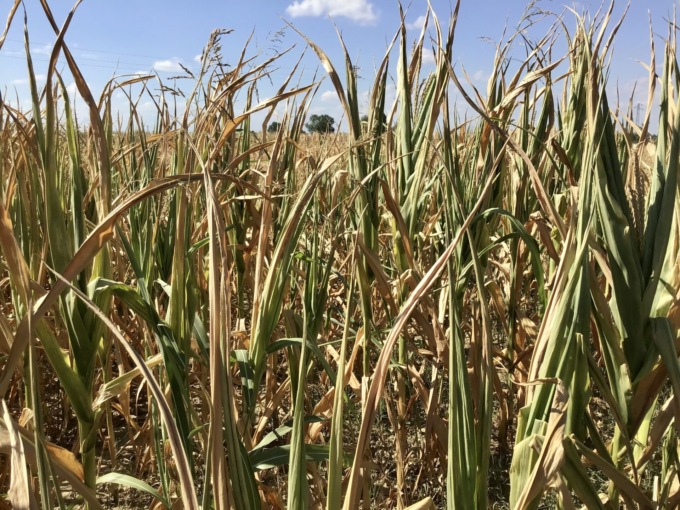 Siccità, in provincia di Vicenza si seminerà meno mais: troppi costi e troppa acqua