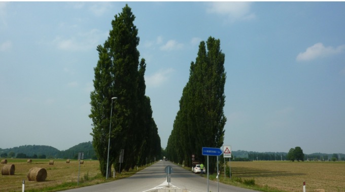 Via 147 pioppi a Monteviale, dalle indagini emersi rischi fitosanitari e di stabilità