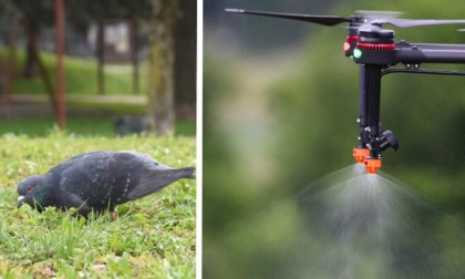Vicenza, droni "falco" per scacciare i piccioni: al via la sperimentazione in centro storico e nei quartieri