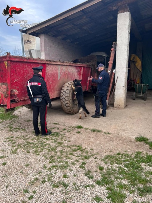 Lotta allo spaccio, a Schio beccato con dosi “da passeggio” e a Dueville scoperta la “casa della marijuna”
