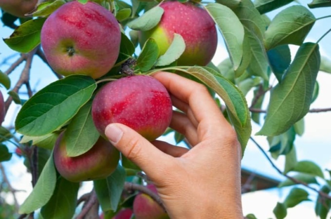 Alberi felici Vicenza: per la festa del papà un’iniziativa che “darà frutti”