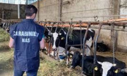 Vicenza, farmaci veterinari di "contrabbando" nella stalle vicentine: sequestri e sanzioni per 30mila euro  
