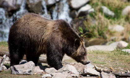 Un orso è stato avvistato anche sull'Altopiano: continuano i sopralluoghi della forestale