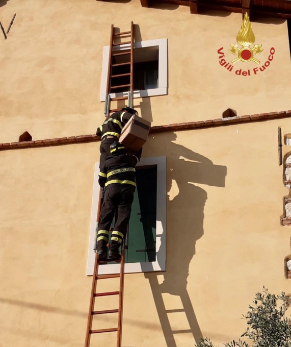 Cadono dal nido, recuperati dai Vigili del fuoco due pulcini di gheppio