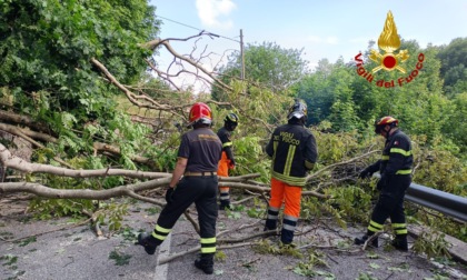 Paura a Lusiana: un albero cade sulla strada e colpisce un' auto