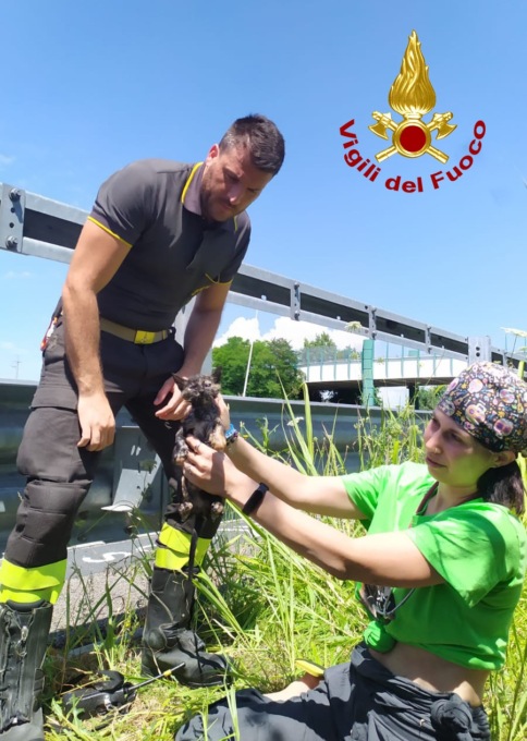 I miagolii erano incessanti, salvato un gattino finito in uno scarico sotterraneo