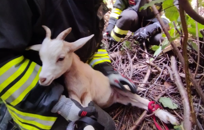 Capretta scappa dal recinto e cade in una scarpata: salvata dai vigili del fuoco