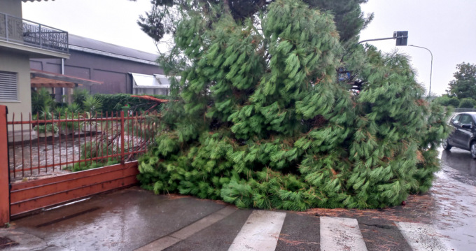Maltempo nella notte a Cassola: gli alberi cadono in strada come “birilli”