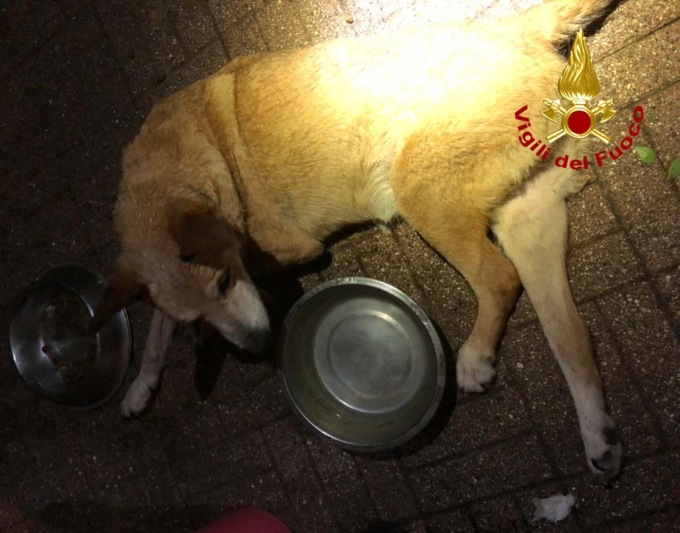 Nerone si perde e finisce in mezzo ai rovi: i Vigili del Fuoco salvano un cane cieco