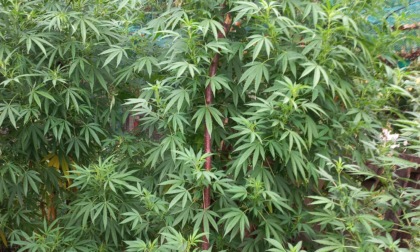 Nell'aria un profumo da "sballo": un 42enne di Zugliano coltivava marijuana in giardino