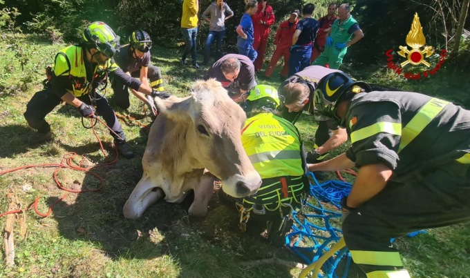 Caltrano, la mucca non riusciva più ad alzarsi: recuperata con l’elicottero