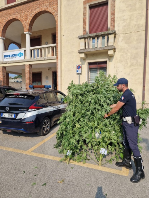 Marijuna tra i pomodori a Thiene, a tradire un 45enne l’odore delle piante in piena maturazione
