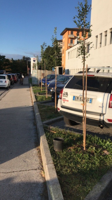 Alberi Felici Vicenza inaugura un nuovo “polmone verde” in città: con Api industria ha piantato 30 alberelli