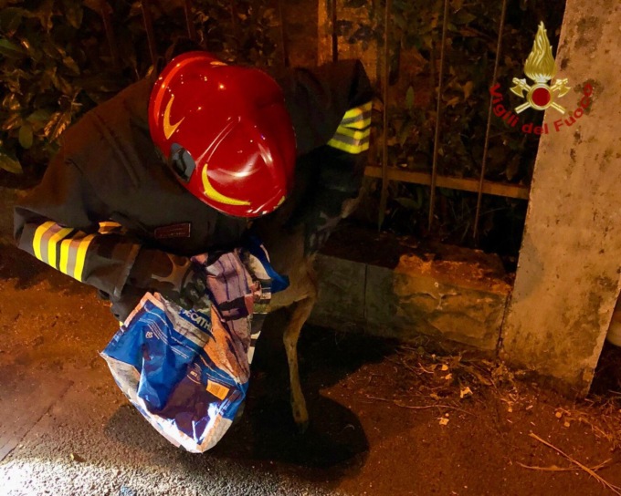 Fara Vicentino, il piccolo capriolo era rimasto intrappolato: è tornato nei boschi grazie ai vigili del fuoco