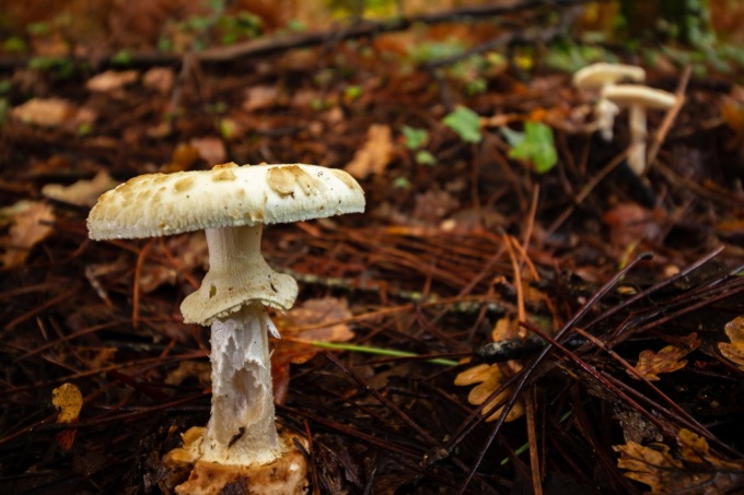 58enne intossicata da funghi letali, è corsa contro il tempo per il trapianto di fegato