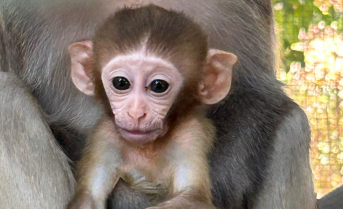 Picchiano mamma macaco per rapire il suo cucciolo, il giorno dopo fingono il ritrovamento