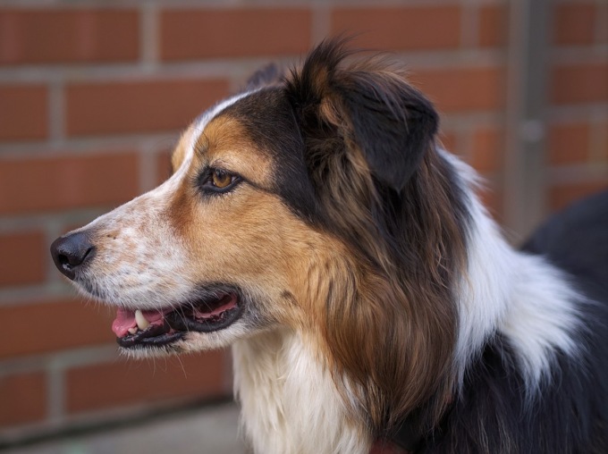 Ha una crisi epilettica e rischia grosso per l’amore del suo cane, per proteggerla si interpone ai medici che volevano aiutarla