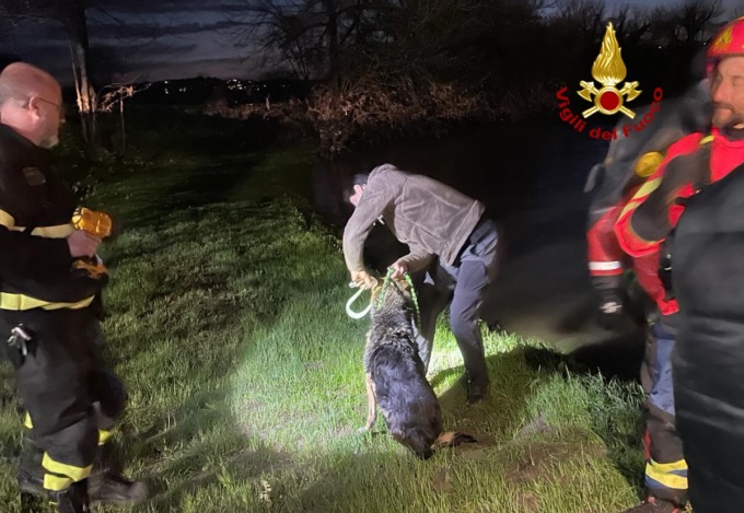 Attraversa il Bacchiglione in piena, ma si blocca sull’altra sponda: Mia salvata dai vigili del fuoco