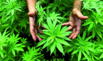 Nello scantinano di casa nascondeva due serre con 27 piante di cannabis