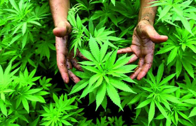 Nello scantinano di casa nascondeva due serre con 27 piante di cannabis