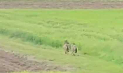 Avvistati due lupi a Mussolente: il video diventa virale
