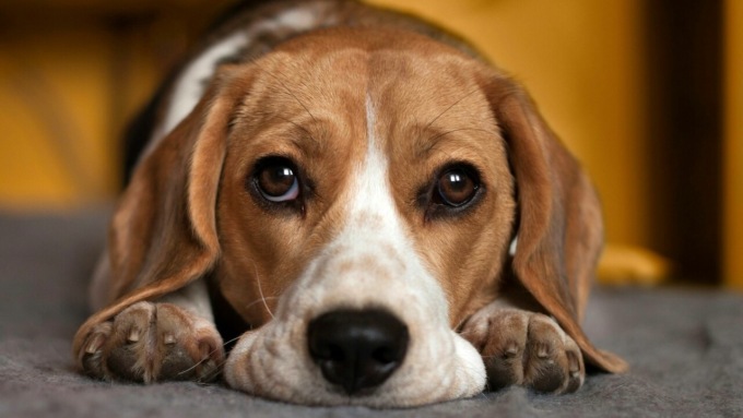 Tiene il cane rinchiuso in una piccola stanza e in pessime condizioni igieniche