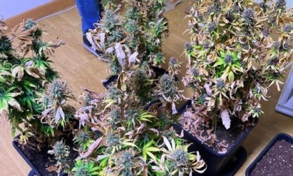 Nasconde in casa una coltivazione di cannabis con 14 piante, denunciato un 43enne